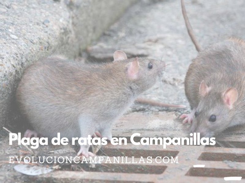 Plaga de ratas en Campanillas: exigimos medidas urgentes